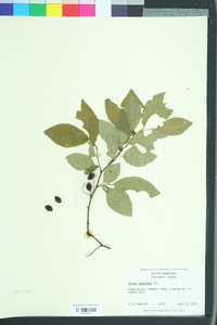 Prunus umbellata image