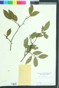 Prunus umbellata image