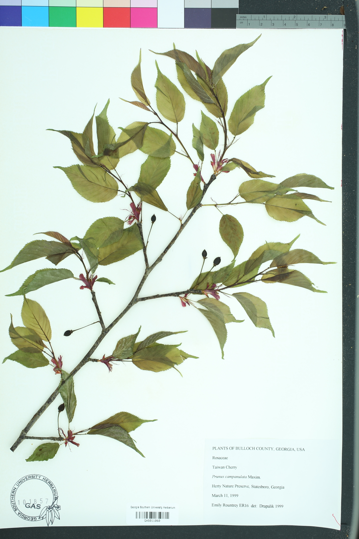 Prunus campanulata image