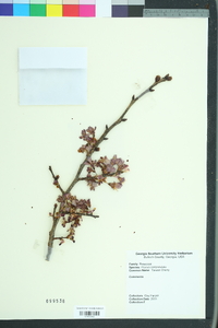 Prunus campanulata image