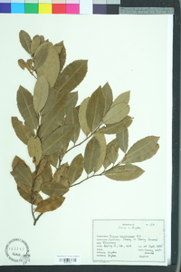 Prunus caroliniana image