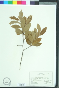 Prunus caroliniana image