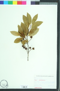 Prunus caroliniana image