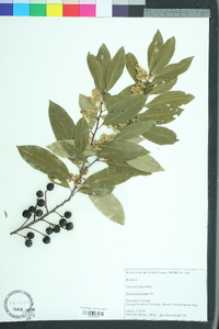 Prunus caroliniana image