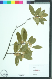 Prunus caroliniana image