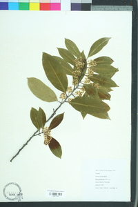 Prunus caroliniana image