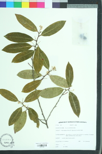 Prunus caroliniana image