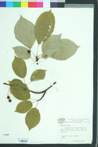 Prunus cerasus image