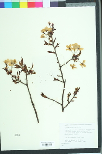 Image of Prunus cyclamina