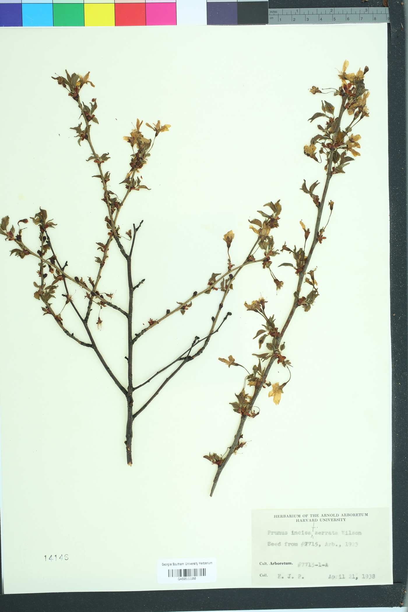 Prunus incisa image