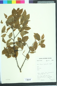 Prunus umbellata image