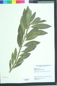 Prunus laurocerasus image