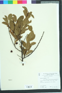 Prunus maritima image