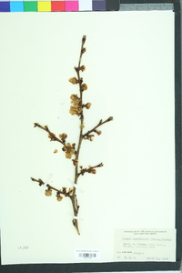 Prunus mandshurica image