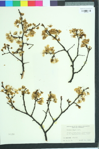 Prunus nigra image