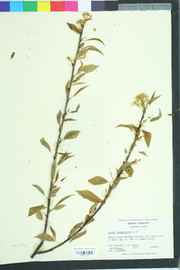 Prunus pensylvanica image