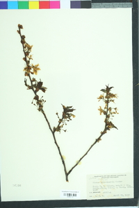 Prunus clarofolia image