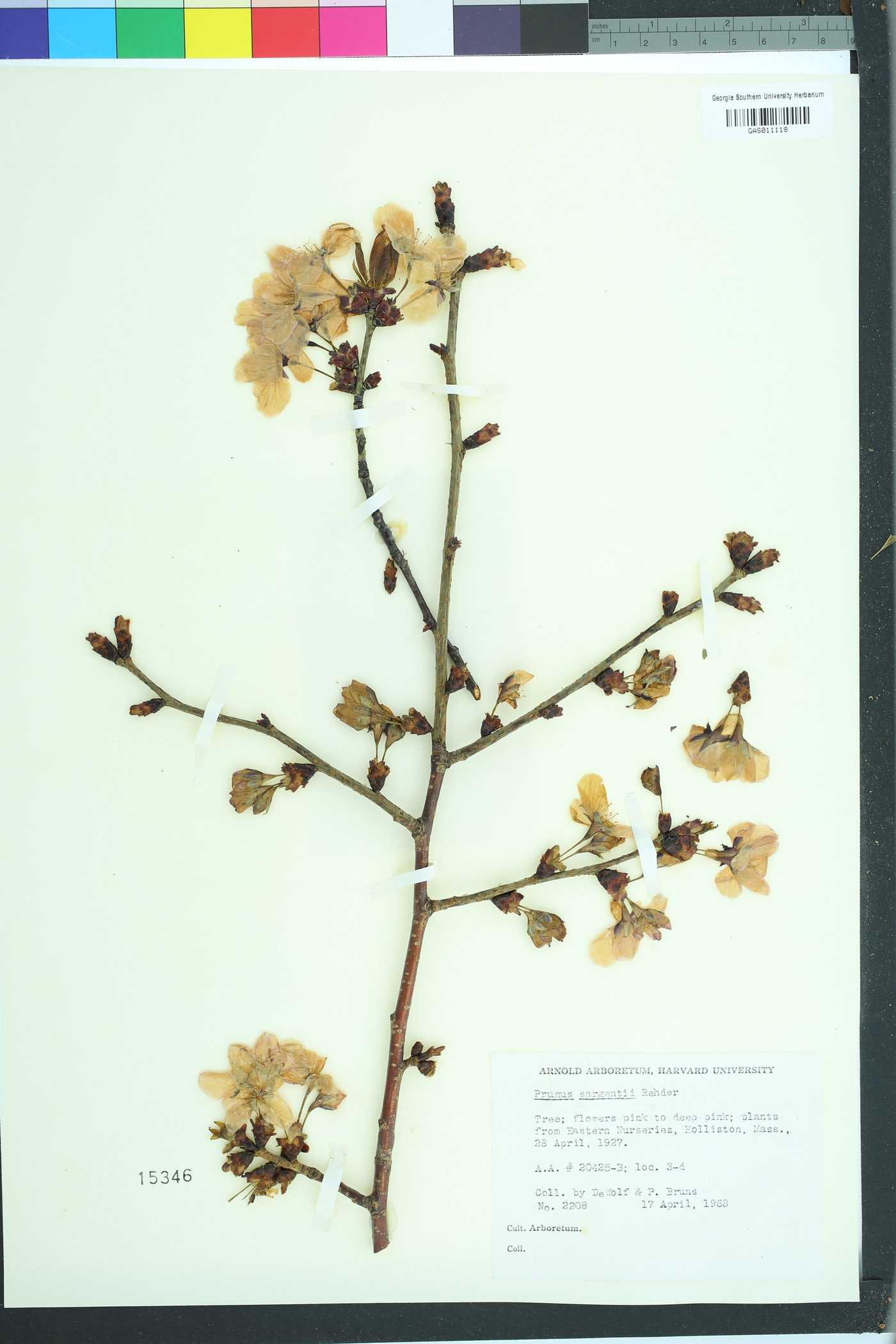 Prunus sargentii image