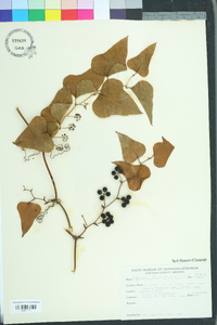 Smilax bona-nox image