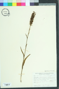 Platanthera cristata image