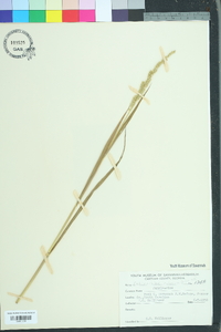 Echinochloa colona image