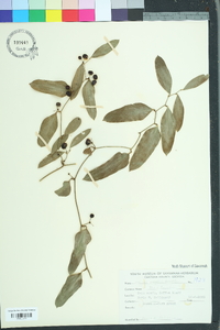 Smilax smallii image