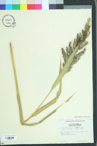 Echinochloa walteri image