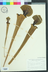 Sarracenia flava image