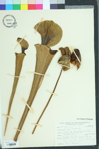 Sarracenia flava image