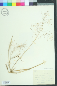 Panicum bisulcatum image