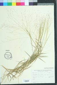 Digitaria cognata image