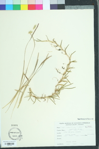 Eremochloa ophiuroides image