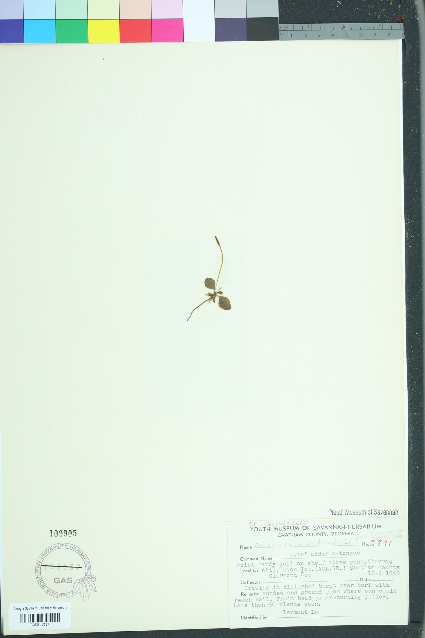 Ophioglossum nudicaule image