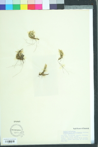Bryodesma acanthonota image