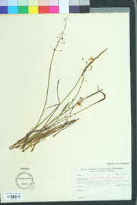Sagittaria subulata image