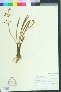 Sagittaria chapmanii image