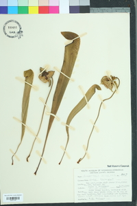 Sarracenia minor image