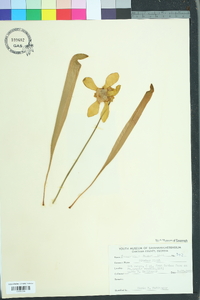 Sarracenia minor image