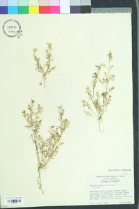 Lepidium didymum image