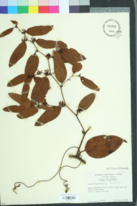 Smilax laurifolia image