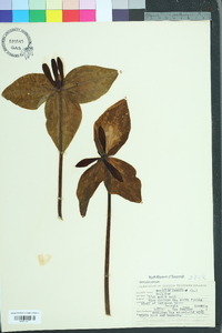 Trillium sessile image