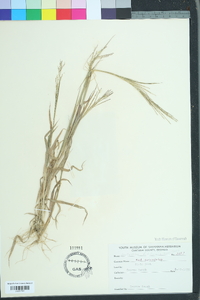 Leptochloa panicea image