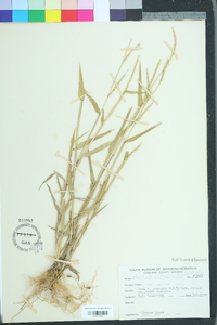 Urochloa platyphylla image