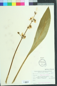 Sagittaria lancifolia image