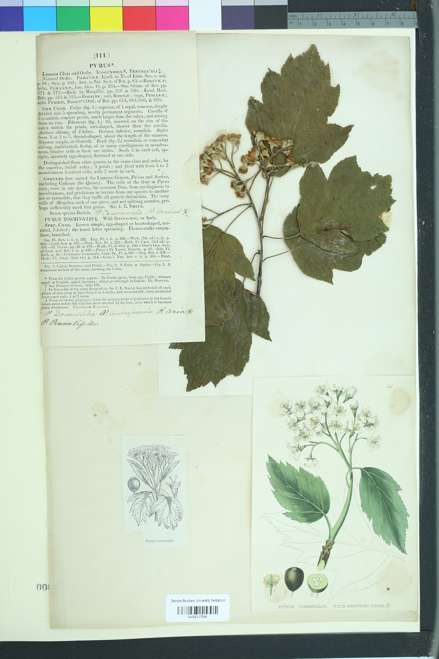 Sorbus torminalis image