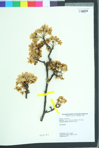 Pyrus calleryana image