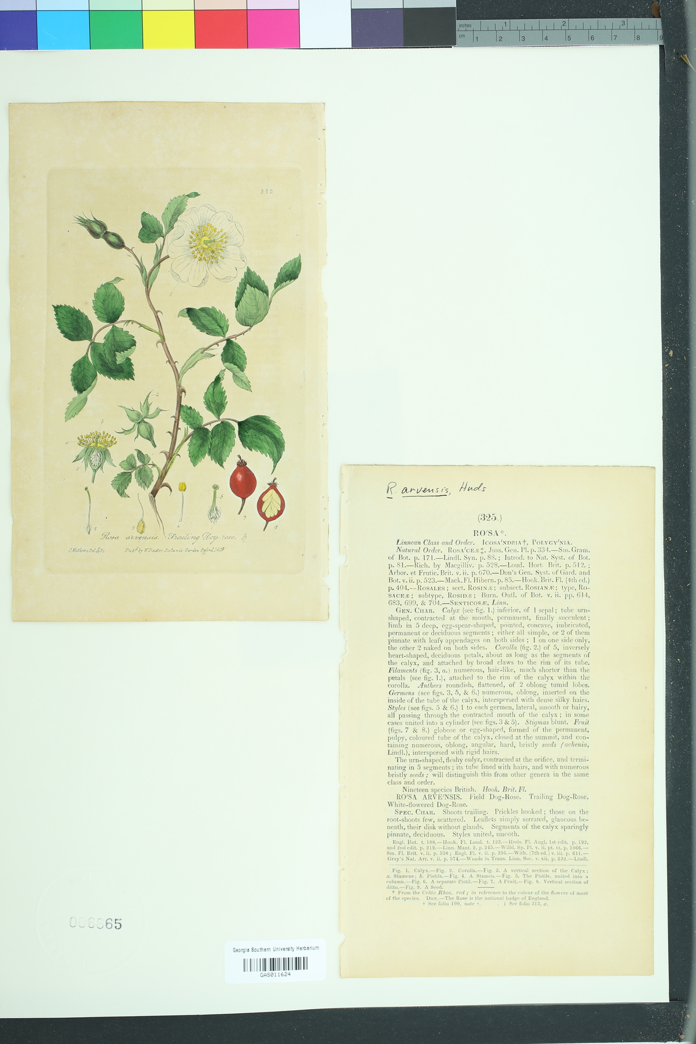 Rosa arvensis image