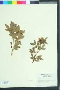 Rosa palustris image