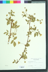 Rubus flagellaris image