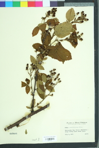 Rubus pensilvanicus image